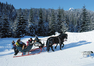 Pferdeschlittenfahren durch das romantisch verschneite Filzmoos